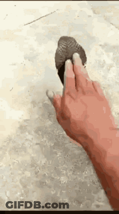 Jump Scare Cobra Snake Scary Surprise GIF
