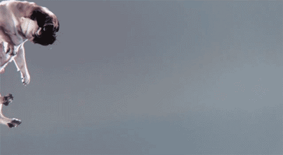 Jumping And Catching A Pug GIF