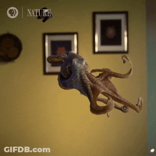 Jumping Big Squid GIF