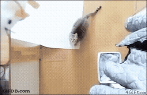 Jumping Cat GIF