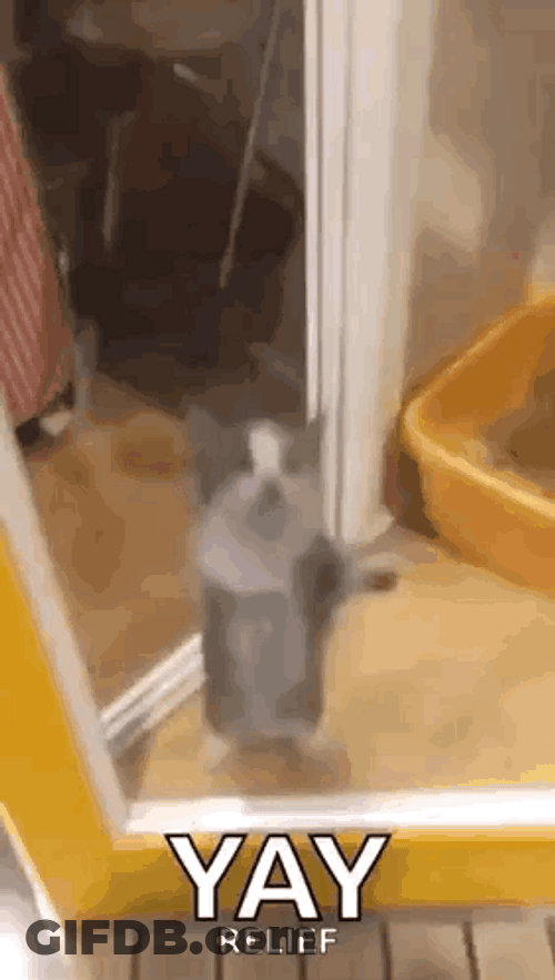 Jumping Cat Dancing Meme GIF