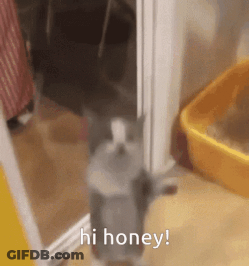 Jumping Cat Hi Honey GIF