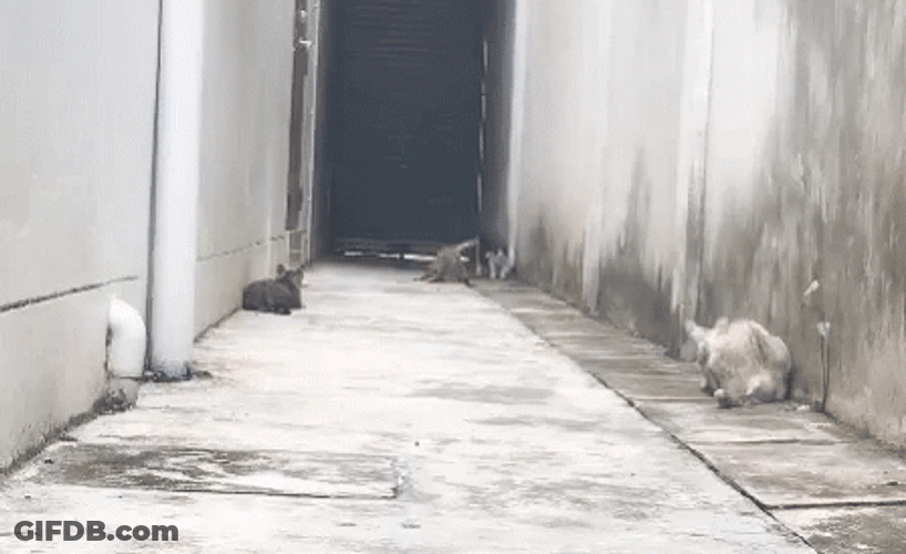 Jumping Cat Running GIF