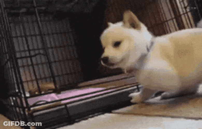 Jumping Catch Dog Meme GIF