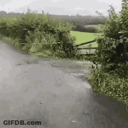 Jumping Cows Crossing Road GIF