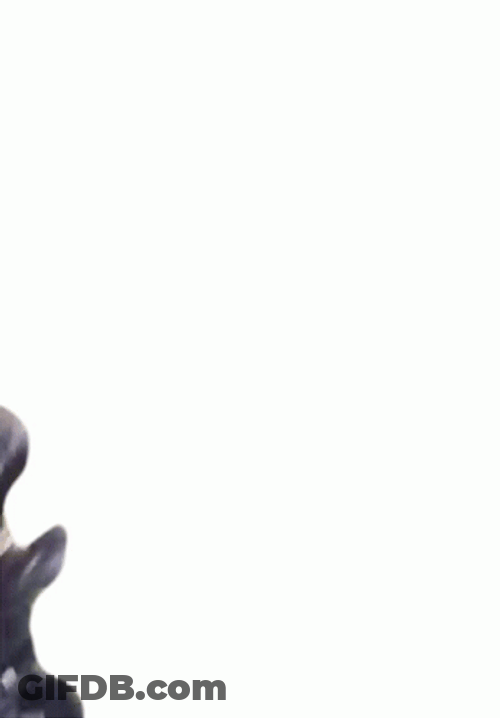 Jumping Dog Laughing GIF