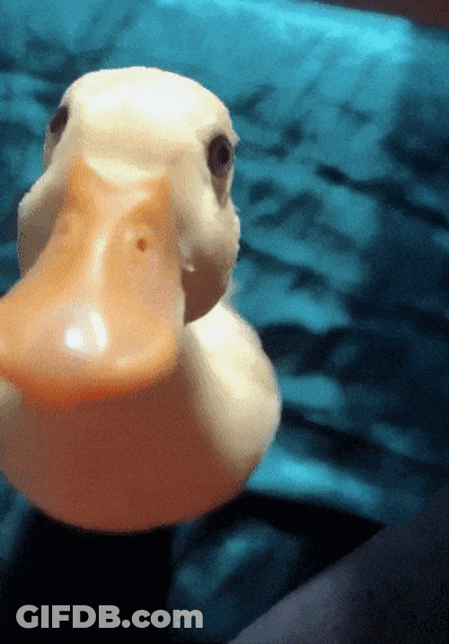 Jumping Duck Falling Meme GIF