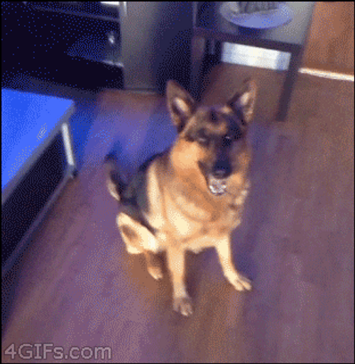 Jumping German Shepherd GIF