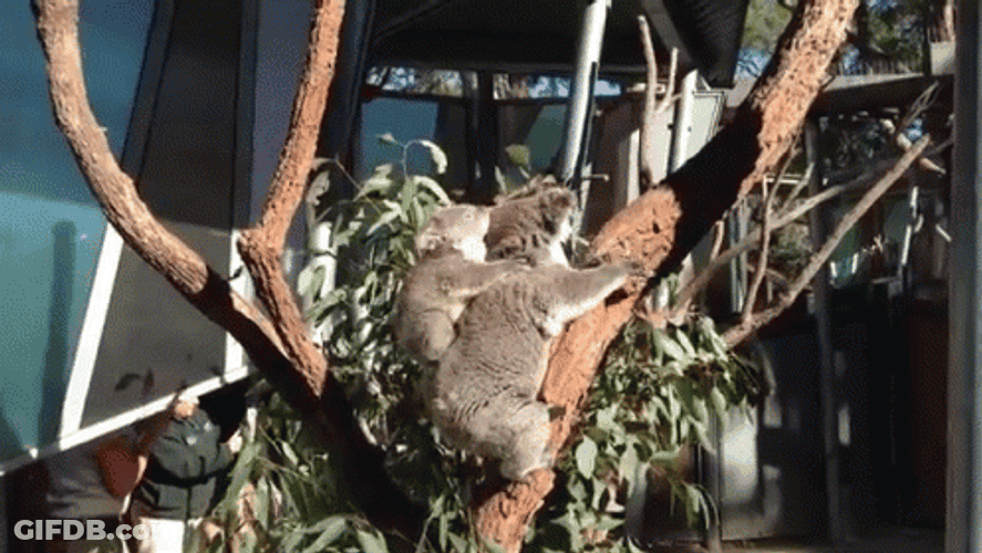 Jumping Mother Koala GIF