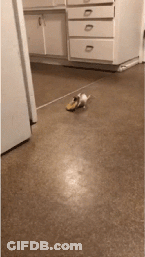 Jumping Rat Eating Pizza GIF