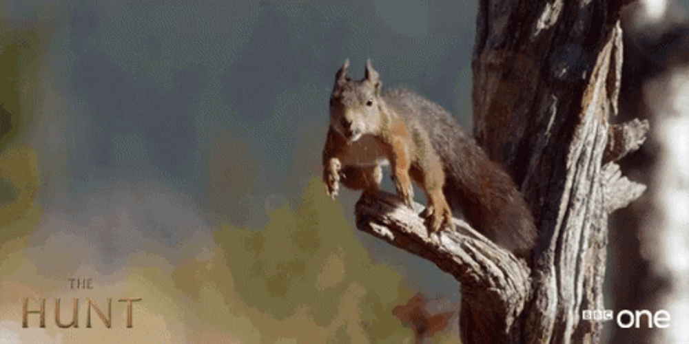 Jumping Rodent Squirrel GIF
