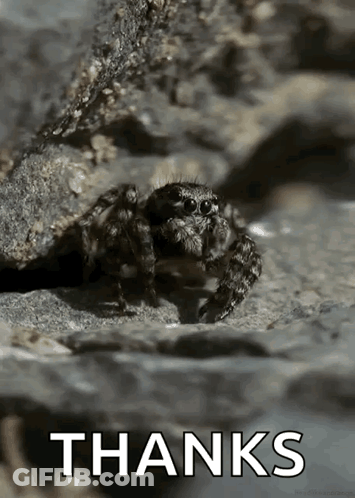 Jumping Spider On Rock Says Thanks GIF