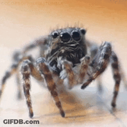 Jumping Spider GIF