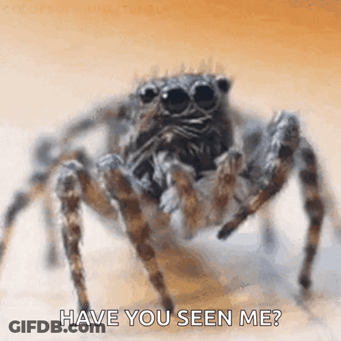 Jumping Spider Saying Have You Seen Me GIF