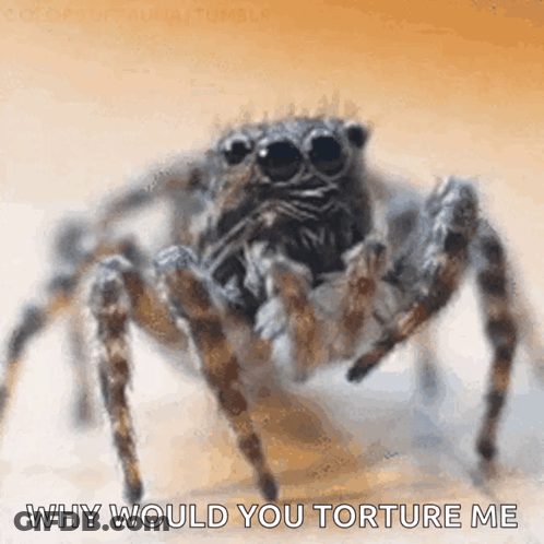 Jumping Spider Why Would You Torture Me GIF