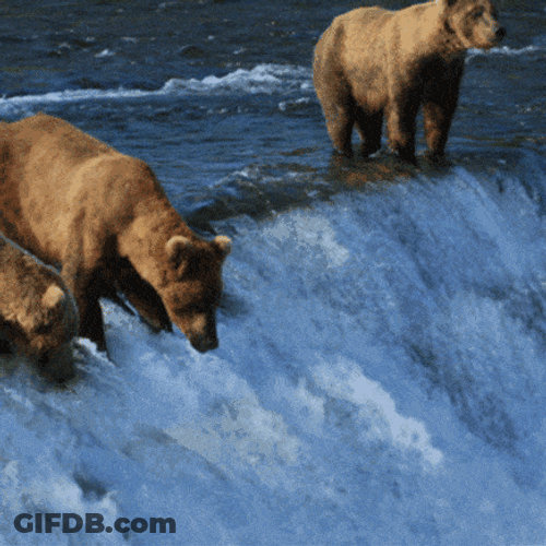 Jumping Tacos Bears Drinking Waterfalls GIF