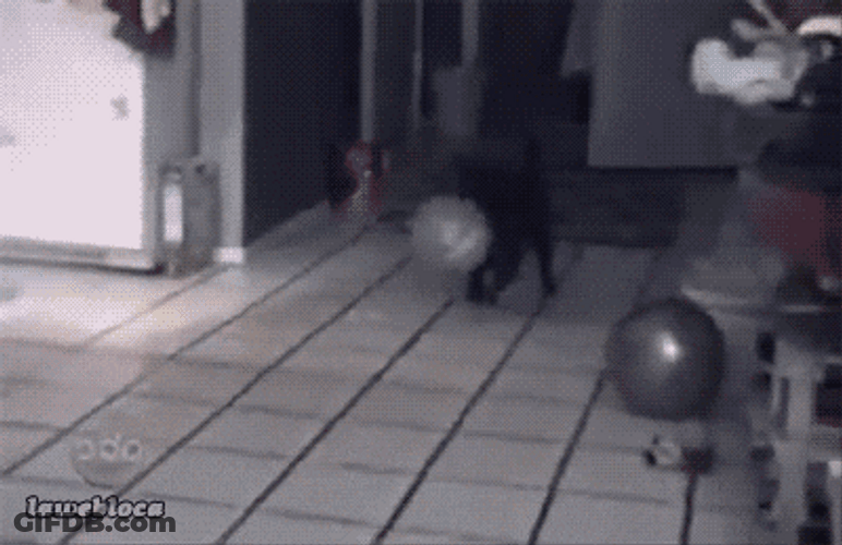 Jumping Terrified Screaming Cat Meme GIF