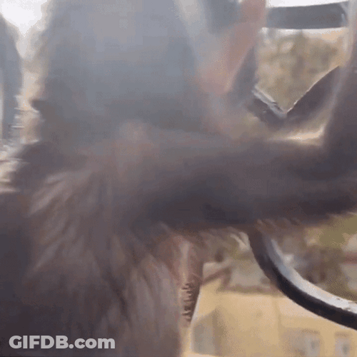 Jumpy Baby Monkey Scared Meme GIF