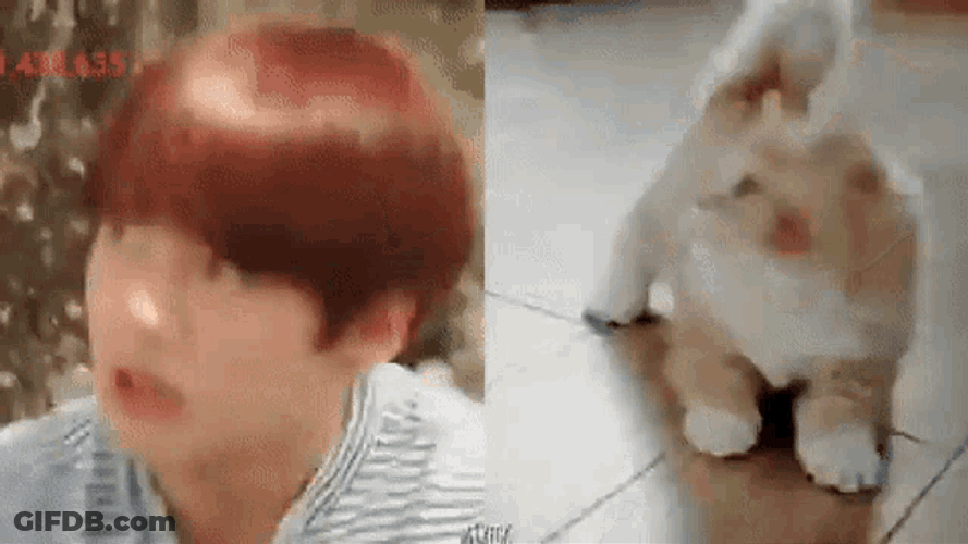 Jungkook Cat Jungkook Cute Cat GIF