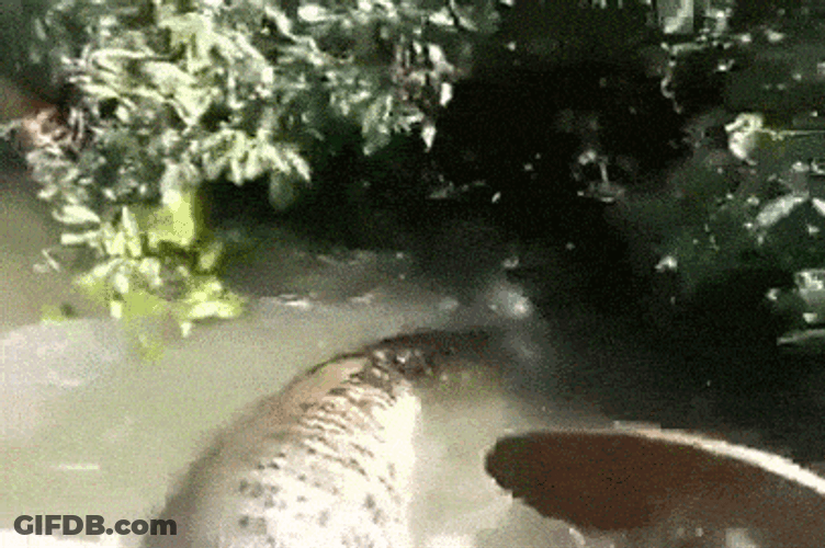 Jungle Anaconda Snake GIF