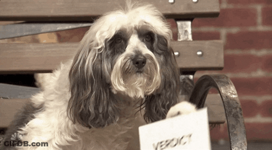 Jury Duty Cute Dog Giving Verdict GIF