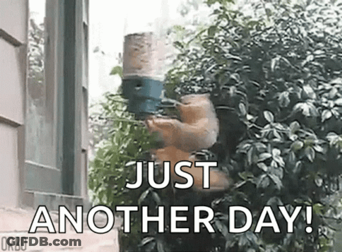 Just Another Day Spinning Squirrel Meme GIF