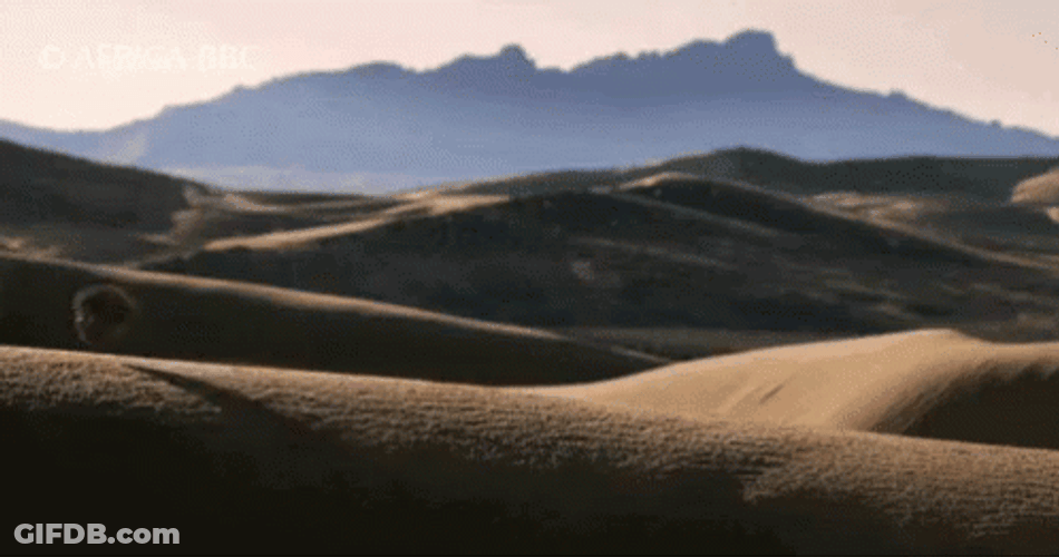 Just Balling Around The Desert GIF