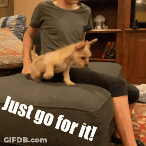 Just Do It Meme Dog Jump GIF