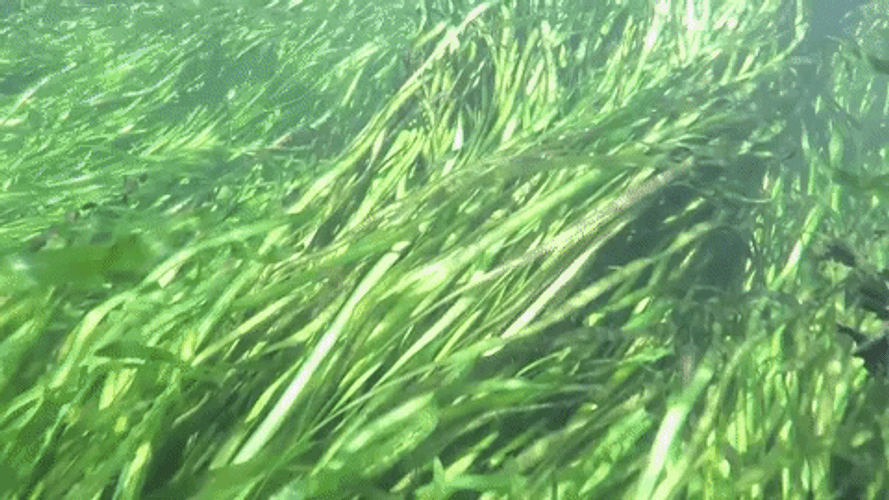Just Going With The Flow Underwater GIF