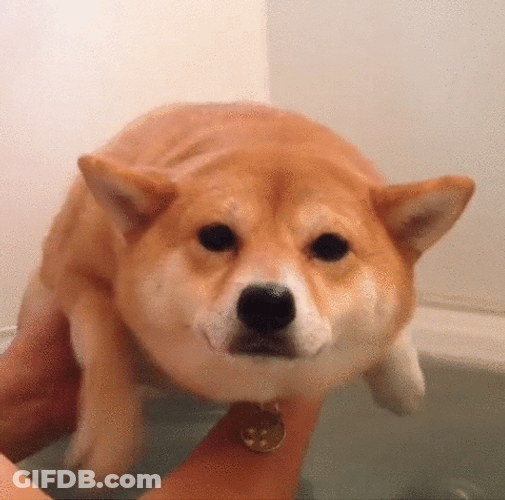 Just Keep Swimming Cute Dog Bath Tub GIF