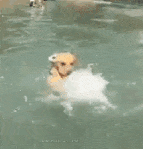 Just Keep Swimming Funny Dog Swimming GIF
