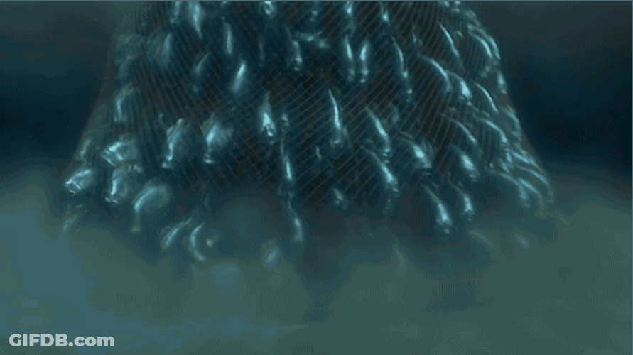 Just Keep Swimming School Fish Net Escape Nemo GIF