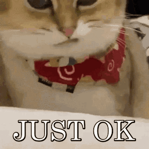 Just Ok Cat GIF