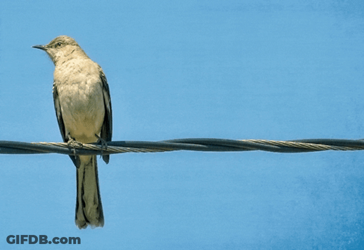Just Say No Cool Bird GIF
