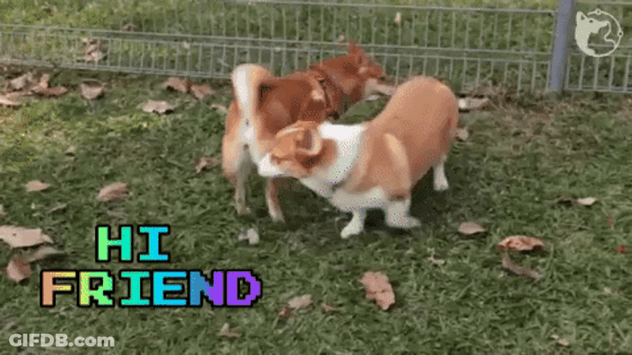 Just Saying Hi Dog Friendship GIF