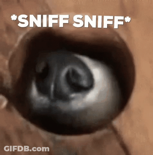 Just Sniff Sniff GIF