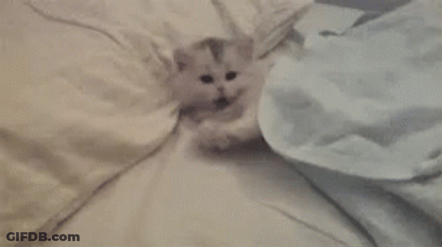 Just Waking Up Persian Cat GIF