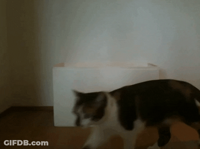 K Bye Cat Walks Away GIF