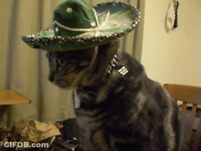 K Cat With Mexican Hat GIF