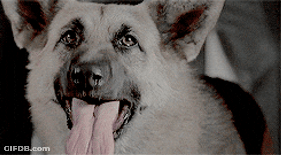 K9 Dog Barking Sound GIF