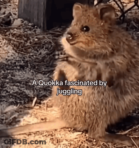 Kangaroo And Quokka Watching Juggling GIF