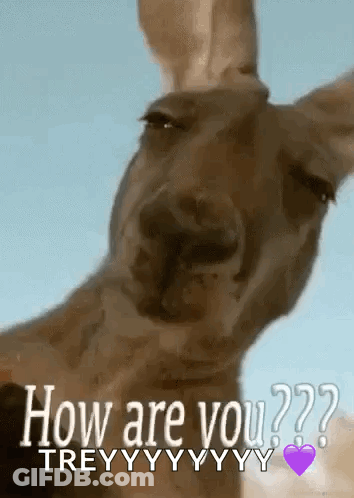 Kangaroo Asking How Are You With Purple Heart GIF