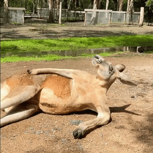 Kangaroo Bored Scratching GIF