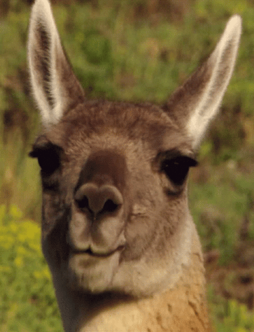 Kangaroo Chewing Out GIF