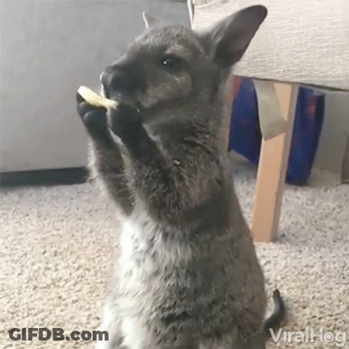 Kangaroo Eating Food GIF