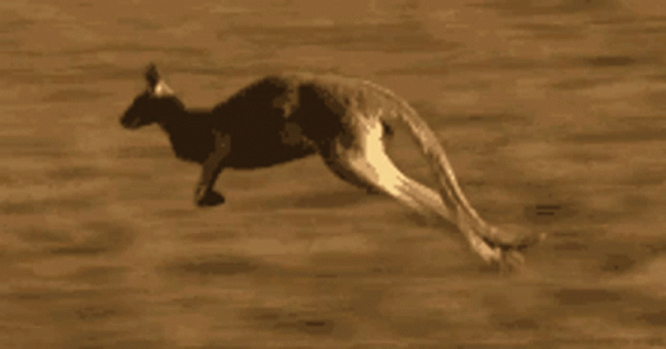 Kangaroo Escaping Jump GIF
