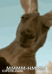 Kangaroo Face Saying Mmmm-Hmm GIF