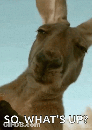 Kangaroo Face Saying So What's Up GIF