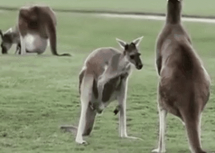 Kangaroo Funny At Wild GIF
