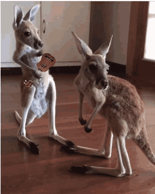 Kangaroo Funny Playing GIF